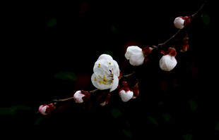 白梅花