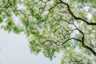 枝头绿叶