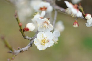 洁白小花