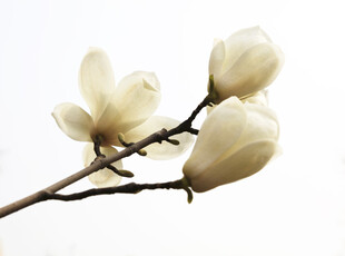 玉兰花枝