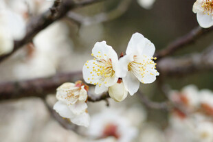 梅花