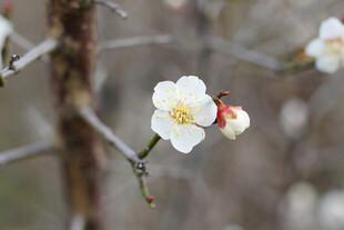 白梅花