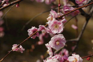 粉色梅花