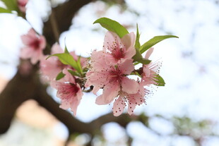 粉桃花