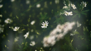 清新雏菊