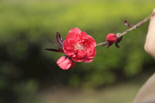 红梅