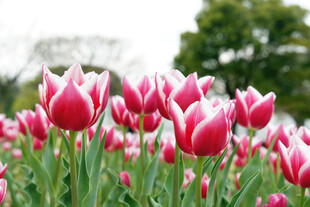 郁金香花海