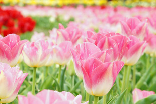 粉郁金香花