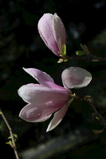 玉兰花