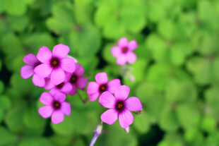 粉色小花