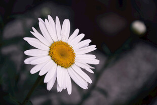 白色雏菊
