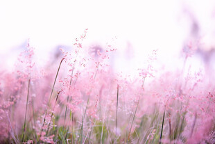 紫色小花