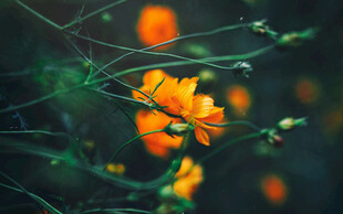 橙色小花