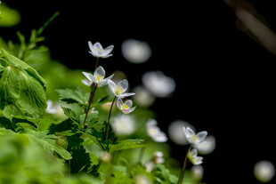 小白花