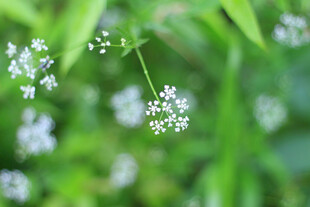 小花绽放