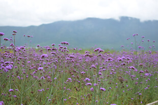 紫色花海