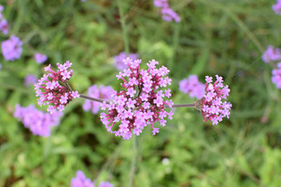 紫色小花