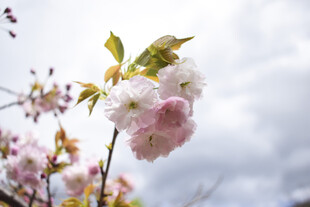 粉嫩樱花