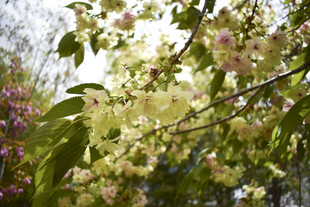 繁花
