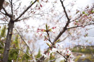 粉色桃花