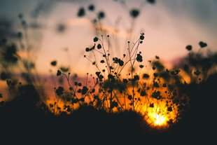 夕阳植物