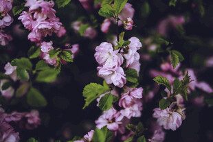 粉色繁花