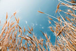 金黄麦穗