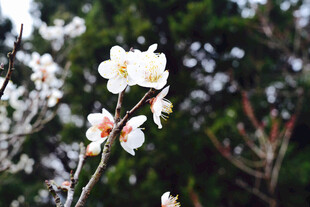 白色花朵