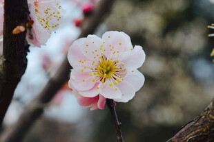 粉色梅花