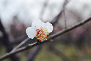洁白花朵
