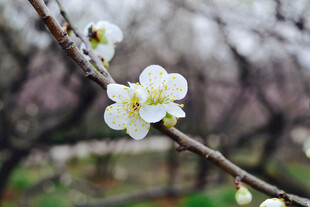 白梅花
