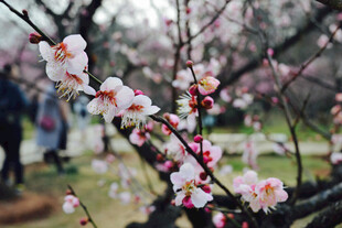 梅花枝头