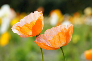 虞美人