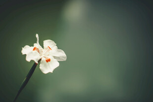 水仙花