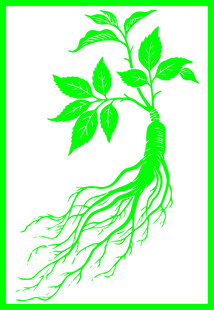 手绘绿色人参矢量线稿