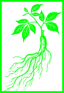 手绘人参矢量线稿