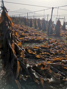 晾晒海带