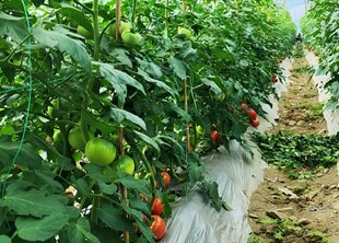 西红柿栽培
