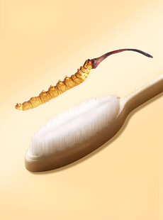 虫草刷子