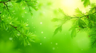 清新嫩绿的春日枝叶