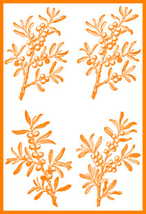 橙色沙棘枝矢量插画设计