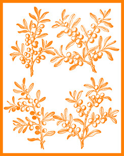 橙色沙棘矢量图案设计