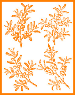 橙色沙棘矢量图案设计