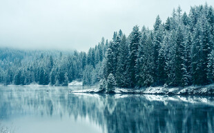 冬日静谧湖景 雪覆松林