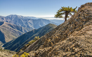 山巅孤树 览壮丽山川景色