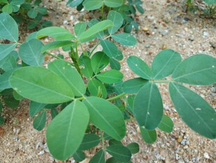 花生植株