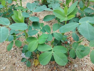 花生植株