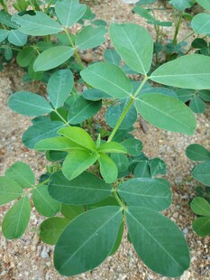 花生植株