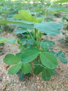 花生幼苗
