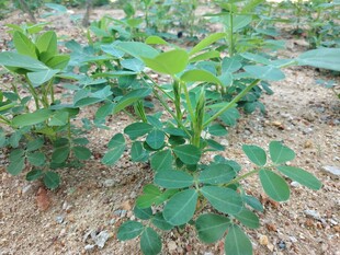 花生苗